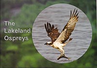 Lakeland Ospreys