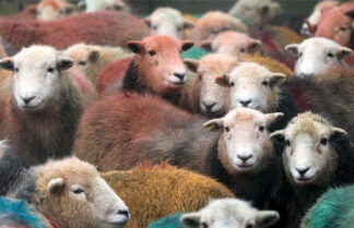 Herdwick Gang Jigsaw