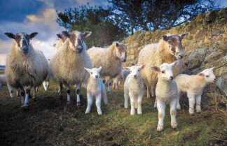 Lamb Gang