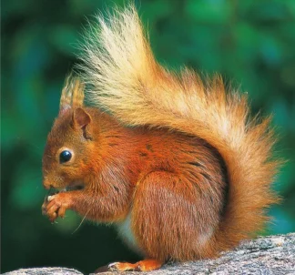 Red Squirrel